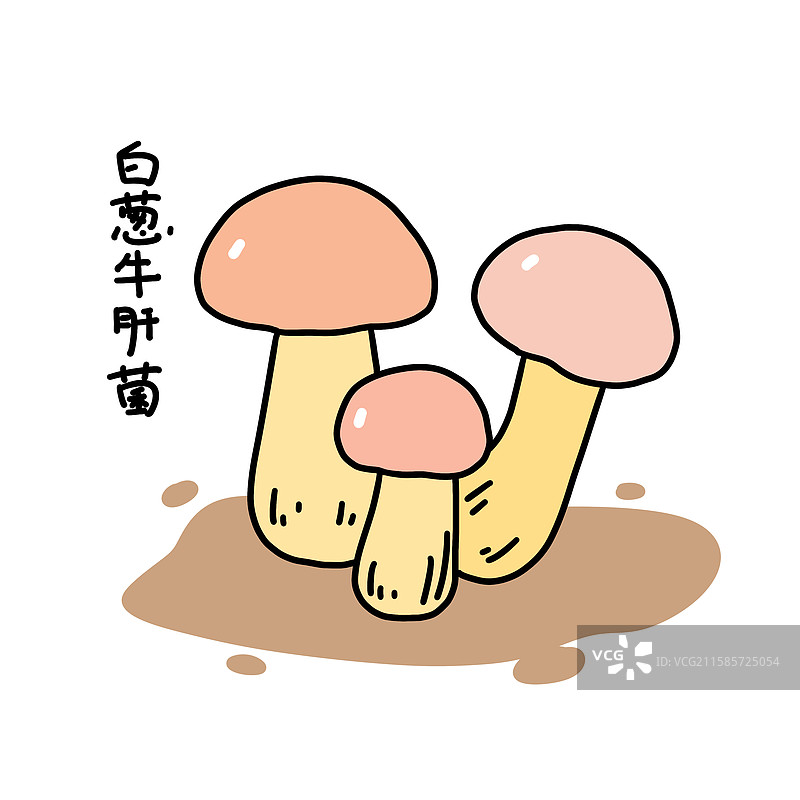 蘑菇插画-白葱牛肝菌图片素材