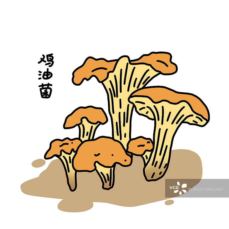 蘑菇插画-鸡油菌图片素材