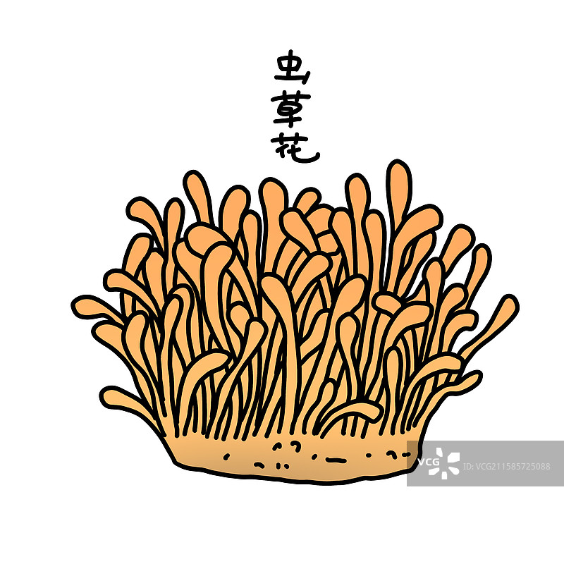 蘑菇插画-虫草花图片素材