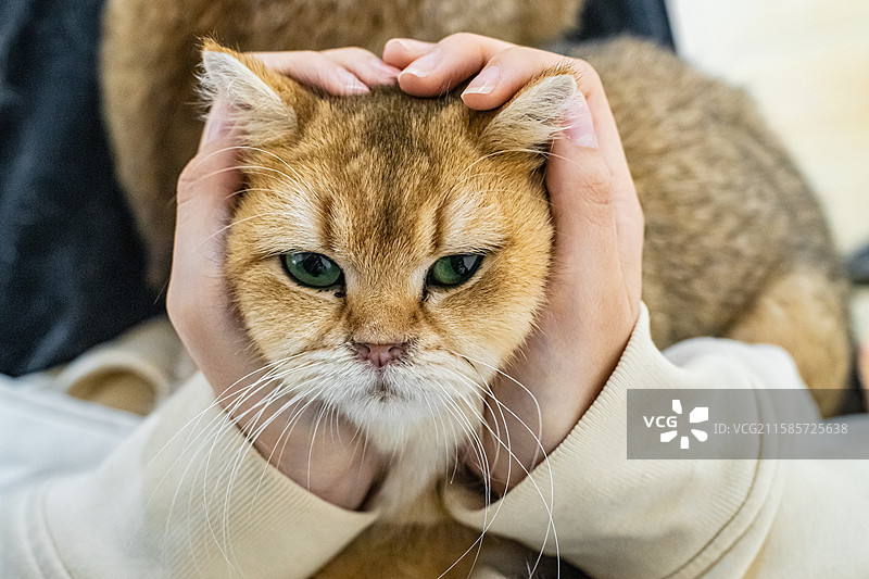 中国健康生活方式拍摄主题，猫咖黄色米色白色狸花猫金渐层美国短毛猫坐在主人腿上被抚摸，室内无人图像摄影图片素材