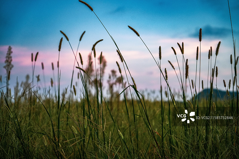 《草间私语》图片素材