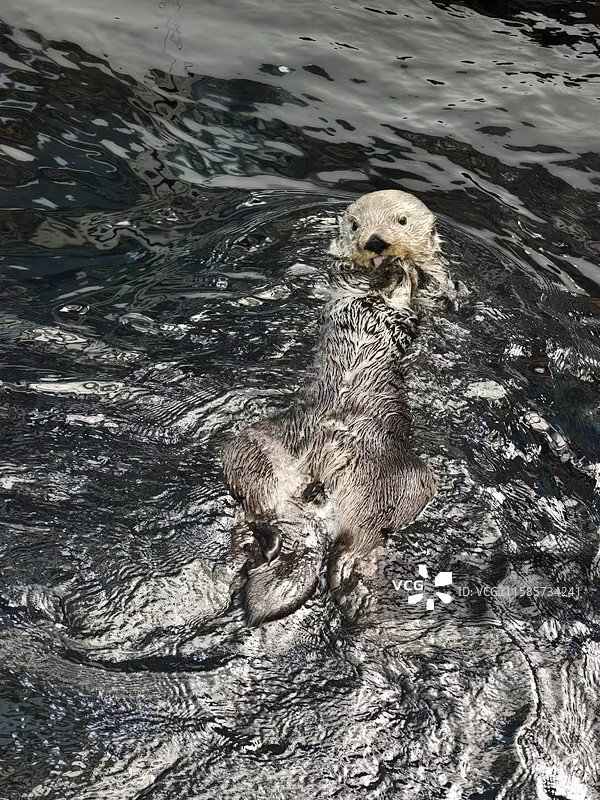 海獭图片素材