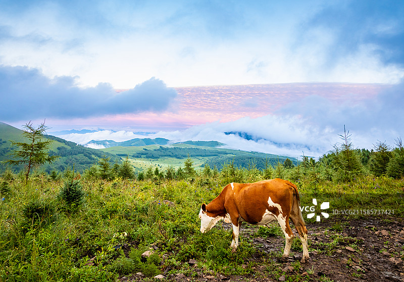河北省张家口市崇礼区喜鹊梁风景区中的牛图片素材