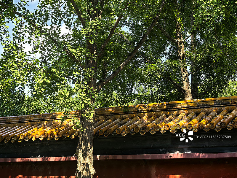 景山公园随拍印象图片素材