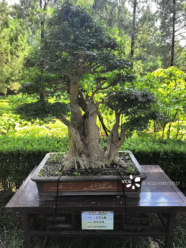 景山公园随拍印象图片素材