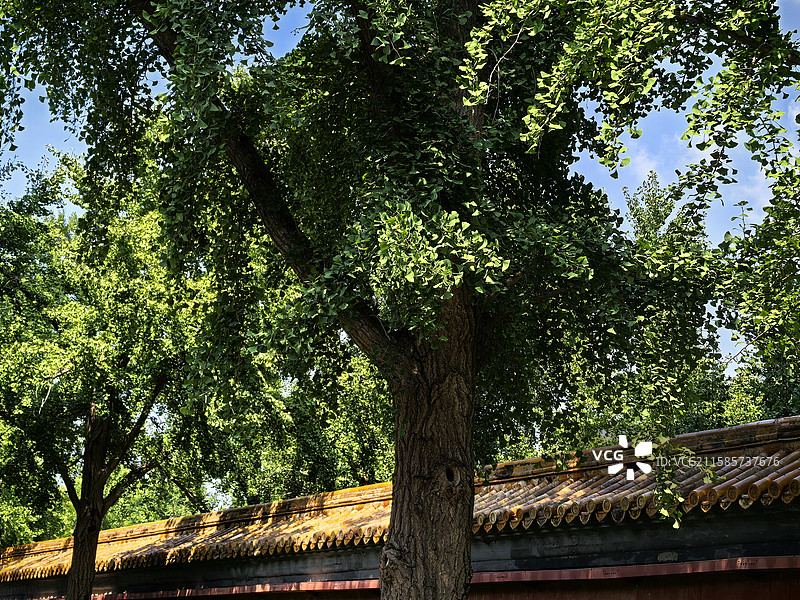 景山公园随拍印象图片素材