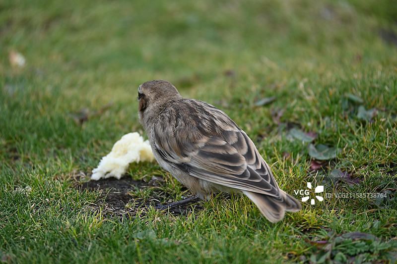 西藏 尼木县 棕颈雪雀图片素材