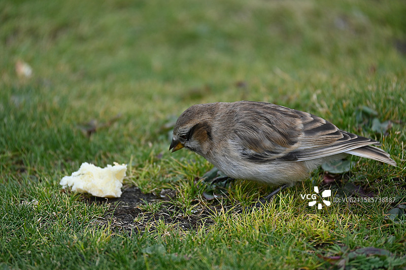 西藏 尼木县 棕颈雪雀图片素材