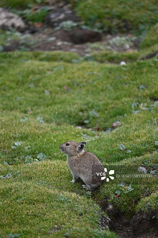 西藏拉萨 尼木县 高原鼠兔图片素材