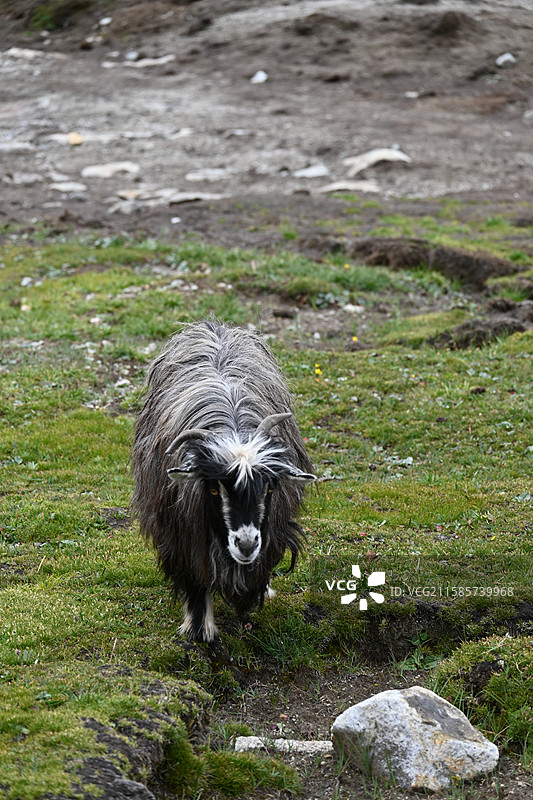 西藏 拉萨 尼木县 山羊图片素材