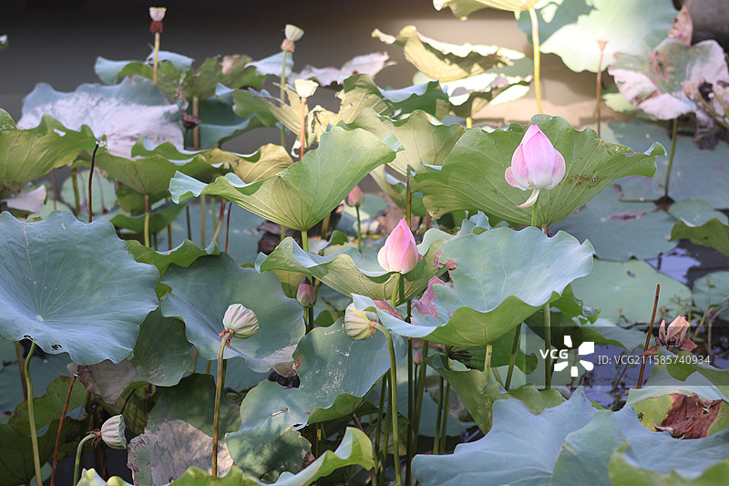 荷花池塘莲花荷叶莲蓬莲子湖水风景图片图片素材