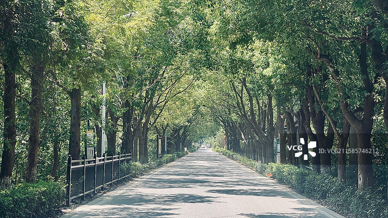 树木夹道的乡村公路图片素材
