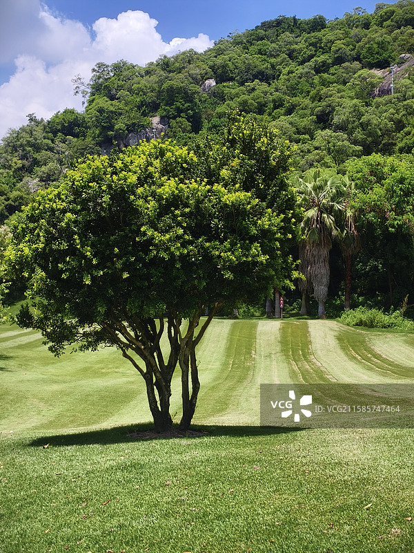 厦门上李水库公园大片绿草地图片素材