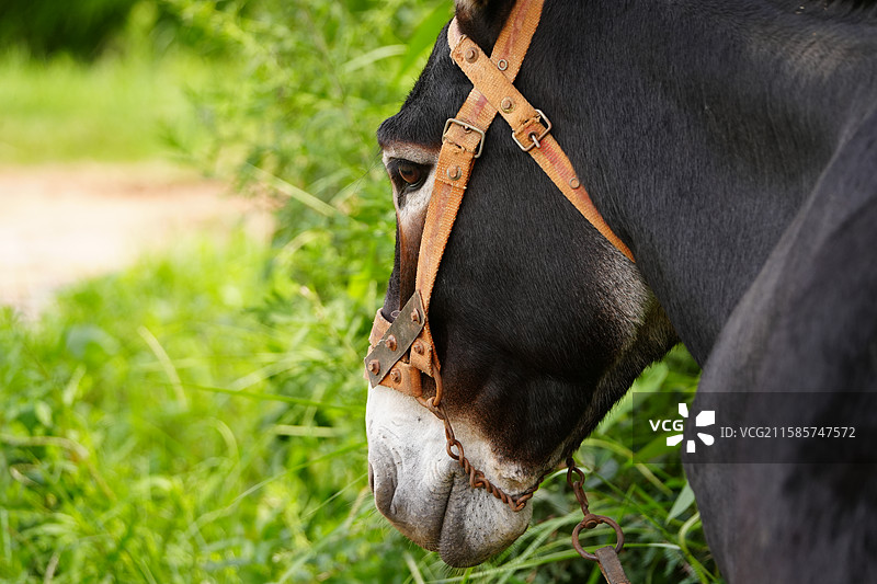 小毛驴2图片素材