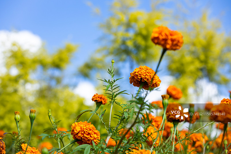 万寿菊 橙色花海的浪漫图片素材
