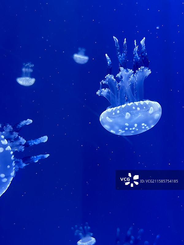 冰晶斑点水母：深海蓝幕下的漂浮精灵｜纯色背景4K素材图片素材