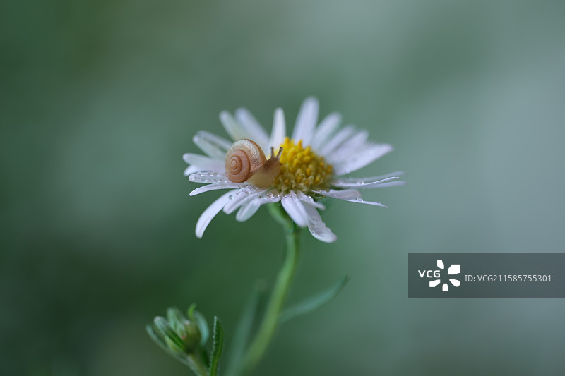 马兰头。小野菊。小雏菊。微距小蜗牛。高清绿色风景背景图图片素材