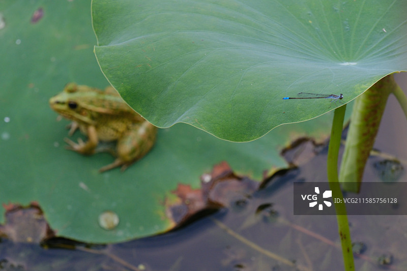 夏天荷塘池塘荷叶青蛙。高清绿色背景图设计素材图片素材