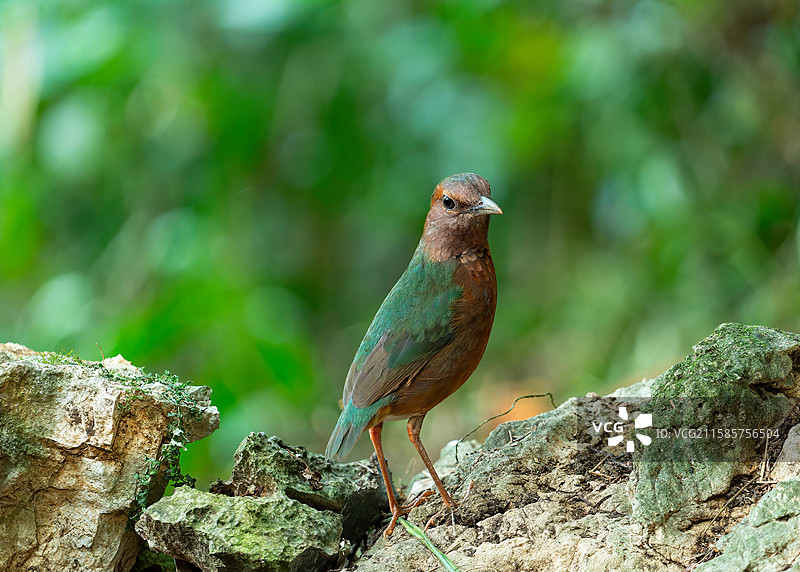 蓝背八色鸫图片素材