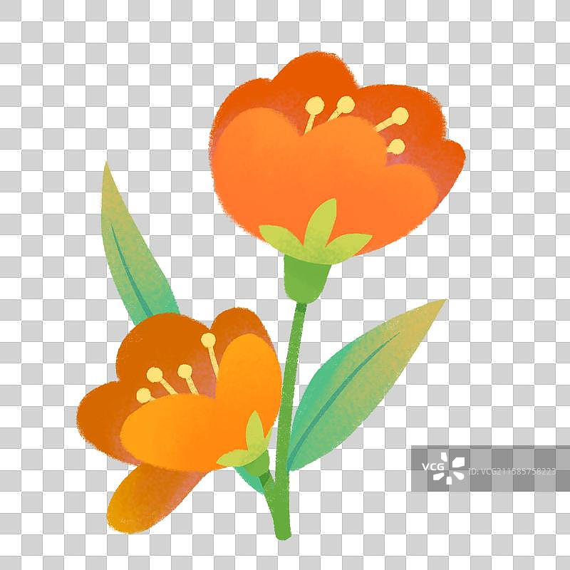 两朵扁平小橙花图片素材