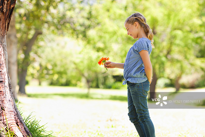 女孩在阳光明媚的草地公园里，靠近大树树干，手里拿着一朵橙色的雏菊花，凝视着花瓣。图片素材