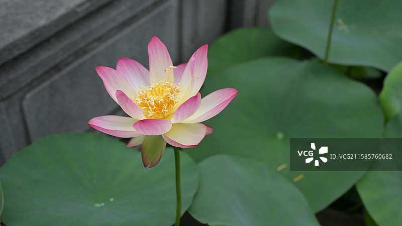 华严寺的荷花图片素材