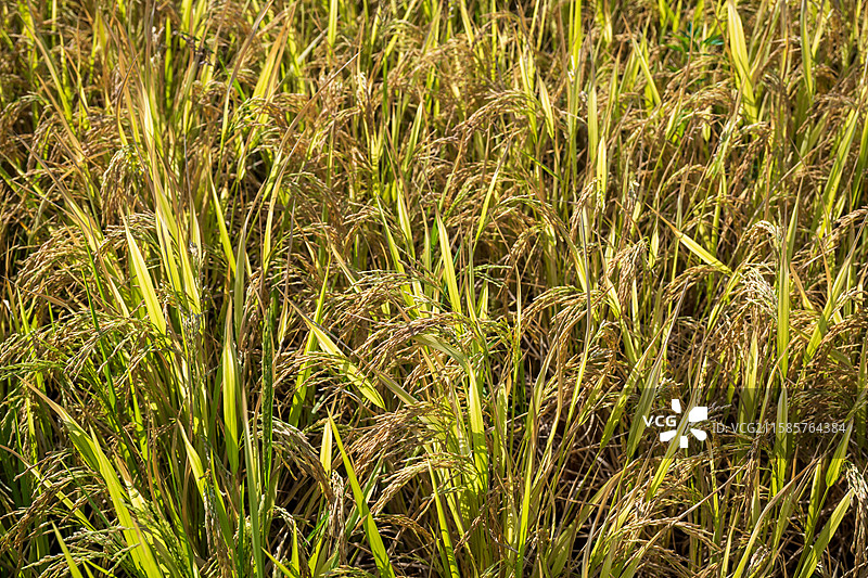 稻谷图片素材
