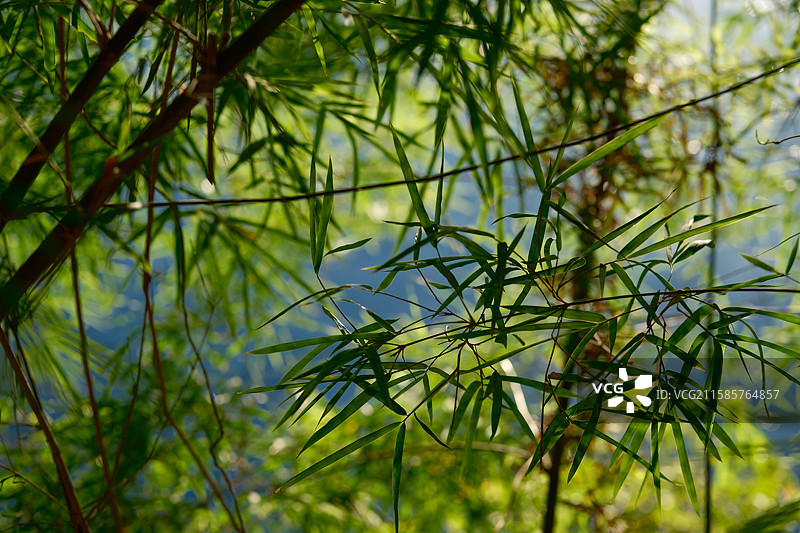 竹影波光：自然里的灵动瞬间图片素材