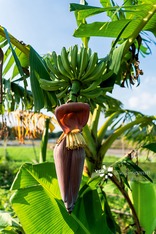 香蕉花图片素材