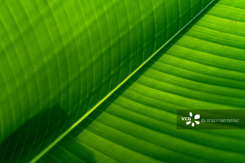 香蕉叶特写图片素材