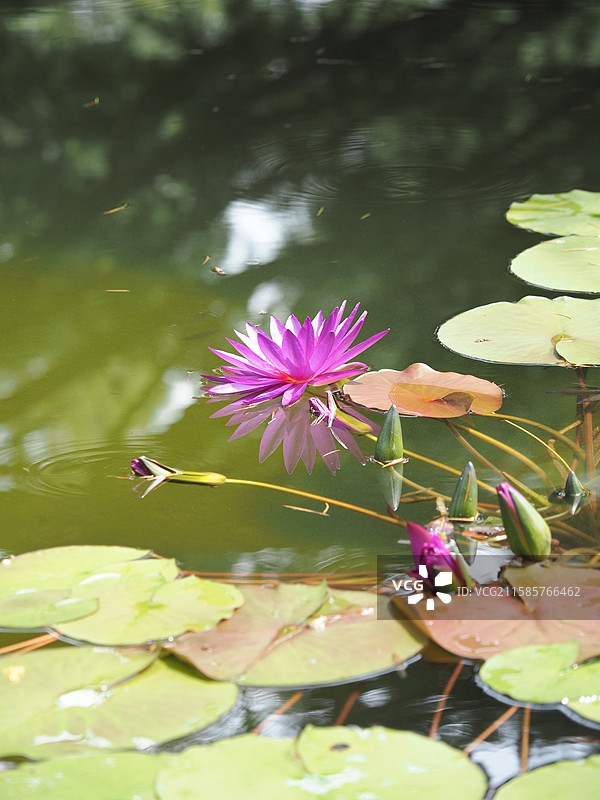 植物 莲花图片素材