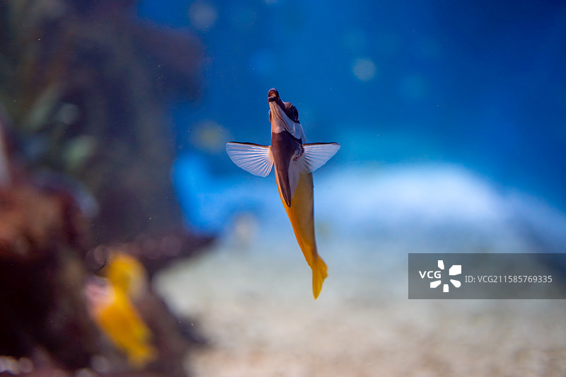 狐狸鱼   大连老虎滩海洋公园图片素材