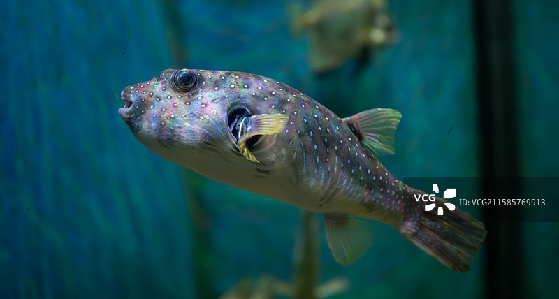 纹腹叉鼻鲀   大连老虎滩海洋公园图片素材