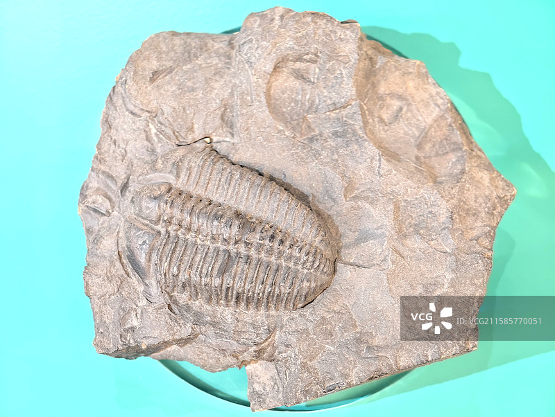 苏氏钝锥虫化石图片素材