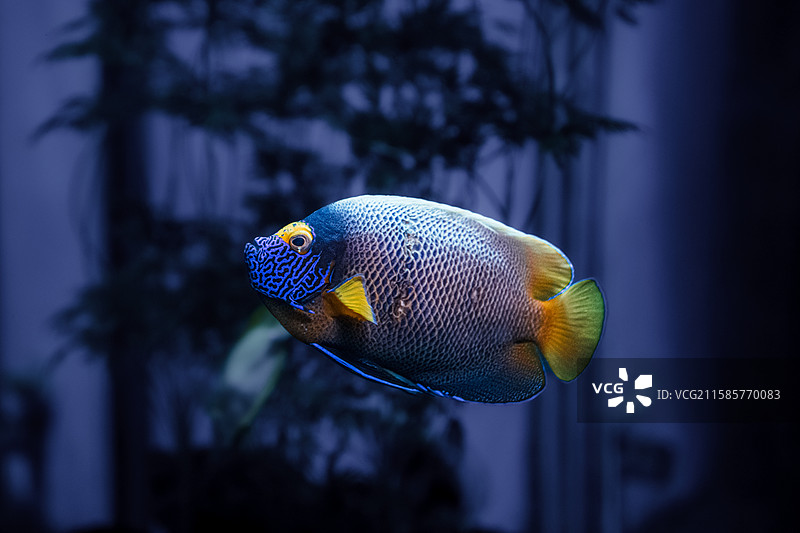 法国神仙鱼  大连老虎滩海洋公园图片素材