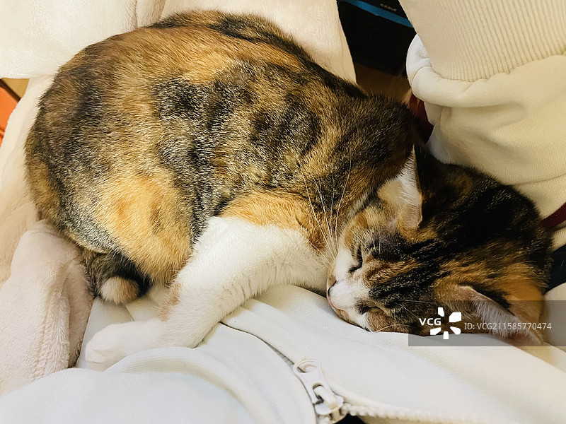 睡觉的三花猫图片素材