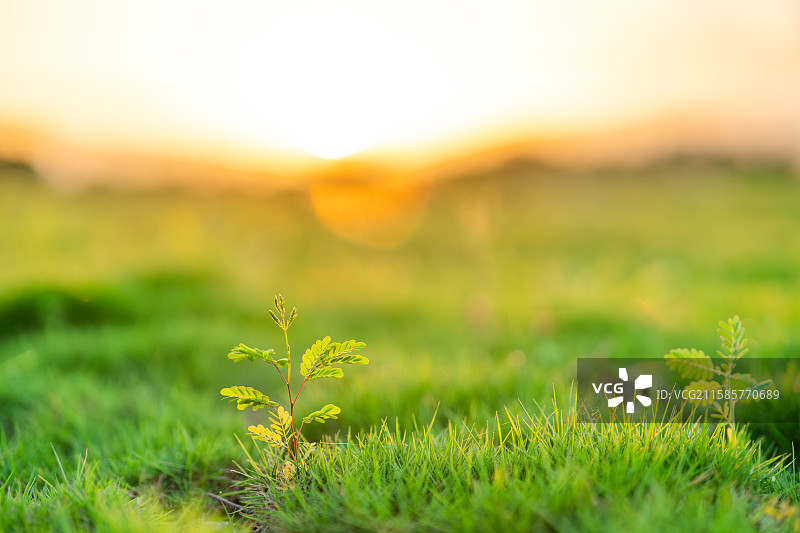 夕阳下草地中的嫩绿幼苗图片素材