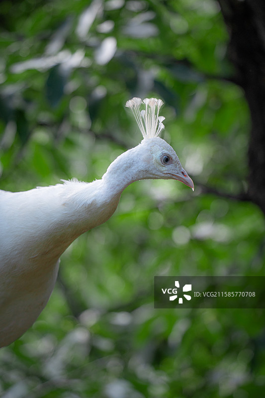 白孔雀 大连老虎滩鸟语林图片素材