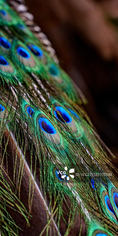 蓝孔雀  大连老虎滩鸟语林图片素材