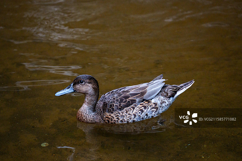 鸭子   大连老虎滩鸟语林图片素材