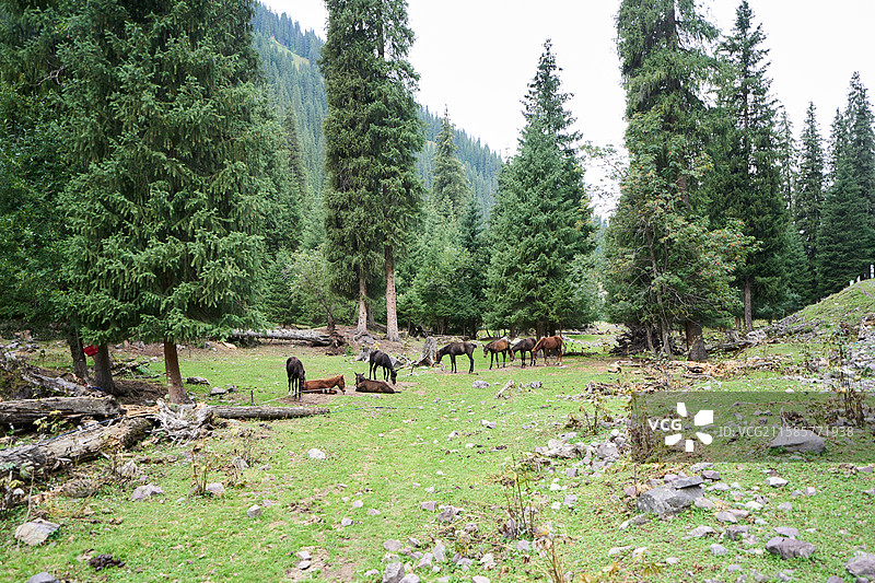 新疆自然原始未经开发的老鹰湖景区图片素材