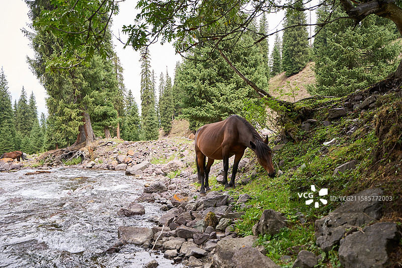 新疆自然原始未经开发的老鹰湖景区图片素材