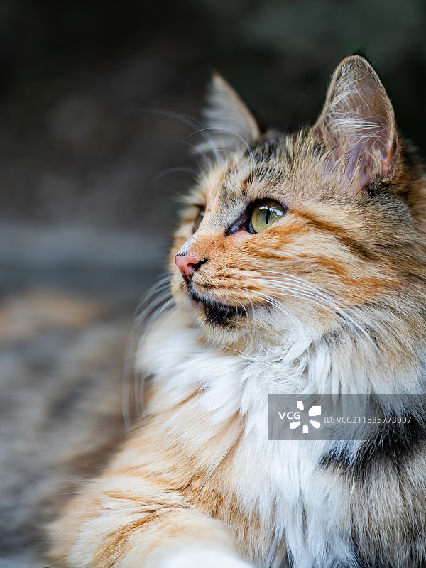 长毛猫的特写肖像图片素材