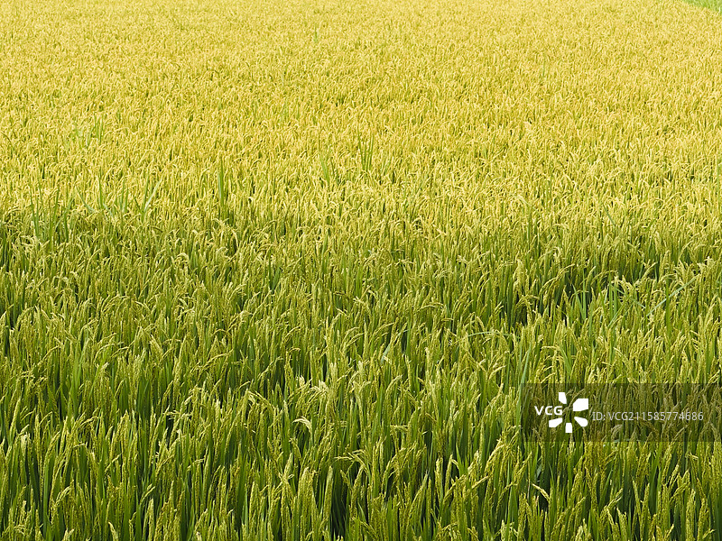 沈阳稻梦空间金色麦浪图片素材