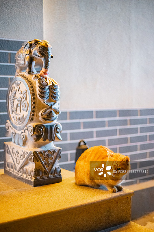 中国野生动物拍摄主题，地面上躺着一只黄色的橘猫和背景抱鼓石，户外夜晚无人图像摄影图片素材