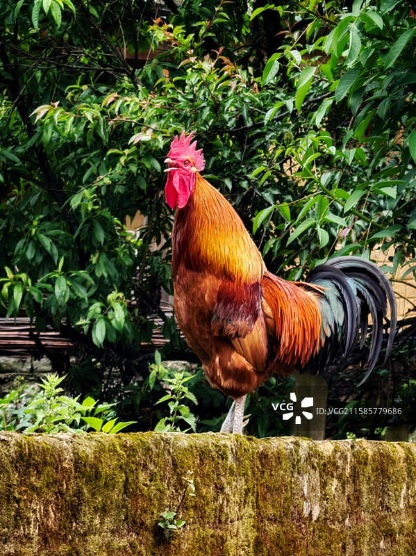 绿影下_石墙上的雄姿图片素材