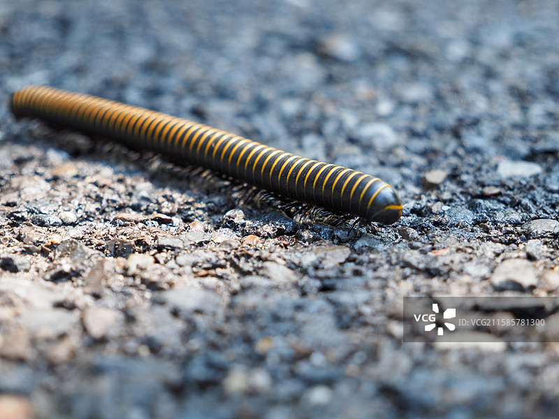 千足虫图片素材