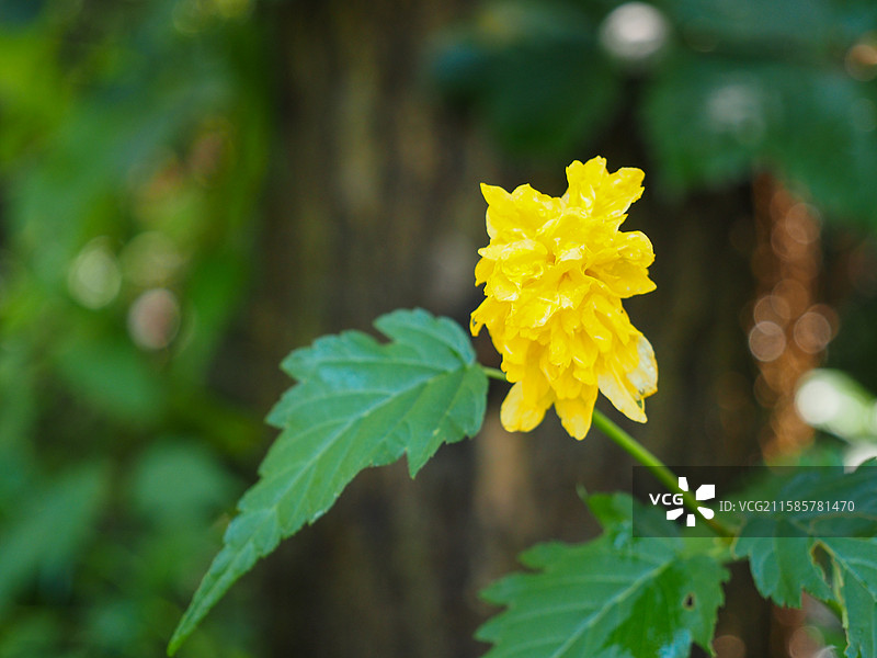 重瓣棣棠花图片素材