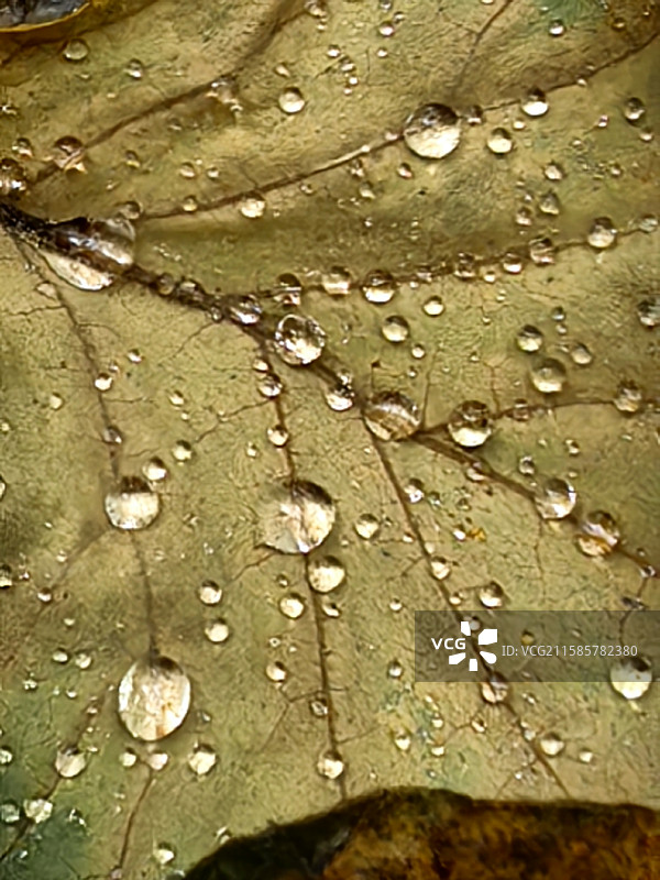 风摇愁玉坠，枝动惜珠干。 ——唐   戴察图片素材