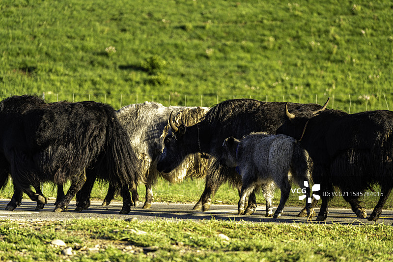 清晨甘加草原，牧民沿着公路骑马赶牛羊经过藏式营地，远山晨雾环绕，展现高原生活与自然交融。图片素材